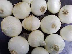 Service Provider of White Onion New Delhi Delhi 